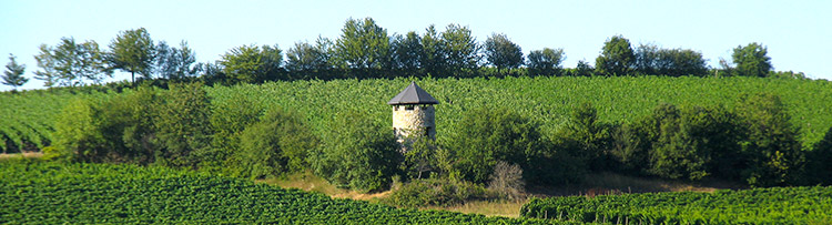 Bild aus Rheinhessen. Wingertshaus 88 bei Hillesheim.