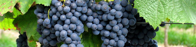 Spätburgunder im Herbst kurz vor der Weinlese